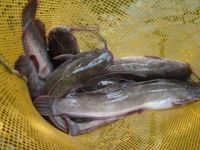 keli cat fish