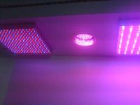 Led Grow Light