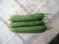 Sell fresh dark green Cucumber