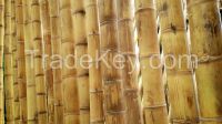 Bamboo Poles/Canes - Guadua 