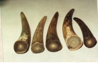 cow horn tips, cow horn, ammonites, handicraft of cow horn and other ha