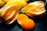 Physalis