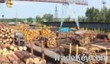 Sell wood logs from Ukraine