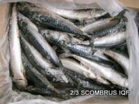 MACKEREL SCOMBER SCOMBRUS