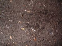 Vermicompost