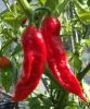 Bhut Jolokia Seeds