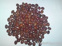 CAROB SEED 100 % NATURAL