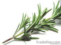 ROSEMARY OIL 100 % PURE & NATURAL