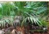 Saw Palmetto Fruit PE