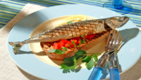 Norwegian canned mackerel