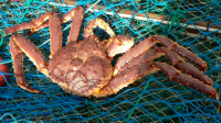 Norwegian King Crab 