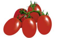 https://ar.tradekey.com/product_view/Hybrid-Tomato-Seed-Fst-9511-1249000.html