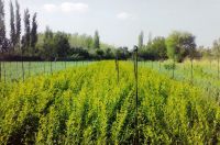 olive tree plants