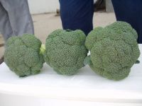 https://fr.tradekey.com/product_view/Broccoli-110436.html