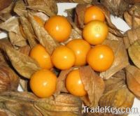 Golden Berry / Aguaymanto - Raisins or Fresh