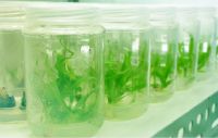 Customize Propagation of Tissue Culture Plantlet