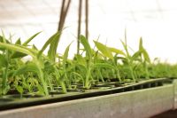 Ginger Plantlet