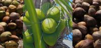 husked coconut