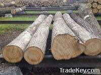 Ash round log