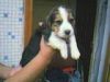 https://www.tradekey.com/product_view/Beagle-Puppies-Being-Sold--1050026.html