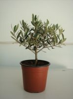 bonsai mini olive tree