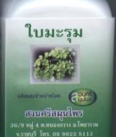 Moringa Capsules produced by Suan Sri Herbal Garden