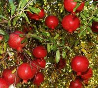 Pomegranate Fruit