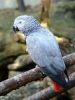 african grey parrots for sale