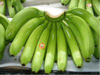 fresh bananas