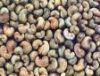 Dried Raw Cashew Nuts | Cashew Nut Buyers | Cashew Nut Importer | Buy Cashew Nut | Cashew Nut Buyer | Low Price Cashew Nut | Cashewnut Suppliers | Cheap Cashew Nut | Wholesale Cashew Nut | Discounted Cashew Nut | Bulk Cashew Nut 