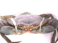 live mud crab ( ketam nipah )