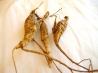 Ginseng Root