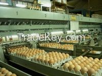 Eggs, Oeufs, Huevos Holland Export Import Victoria Mondial