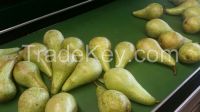 Pear, Poires, Peras Holland Export Import Victoria Mondial (Conference or Lucas pears)