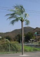 Windy Coconuts