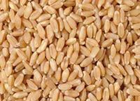 Wheat grains