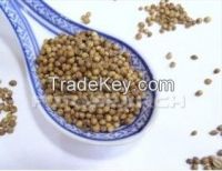 coriander seeds