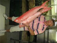 Fish(from Indian Ocean), Lands in Mauritius