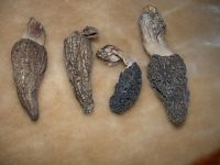 dried morel mushroom