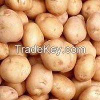 Fresh Potato from Bangladesh