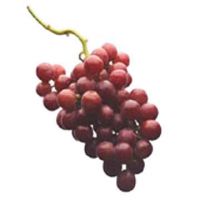 Grape seed extract, Proanthocanidins, herb extract