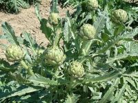 Artichoke Extract