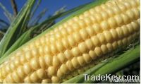 https://es.tradekey.com/product_view/-Corn--2055213.html