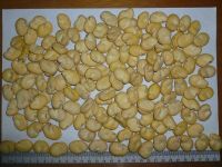 broad bean kernels
