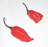 hottest chilli in the world ( bhut jolokia )