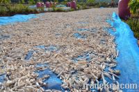 Dried cassava chips from Cambodia