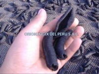 Peruvian Sea Cucumber