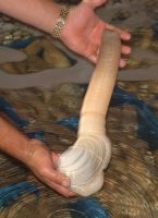 Geoduck