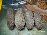 The best sea cucumber!!