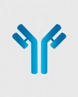 Antibody